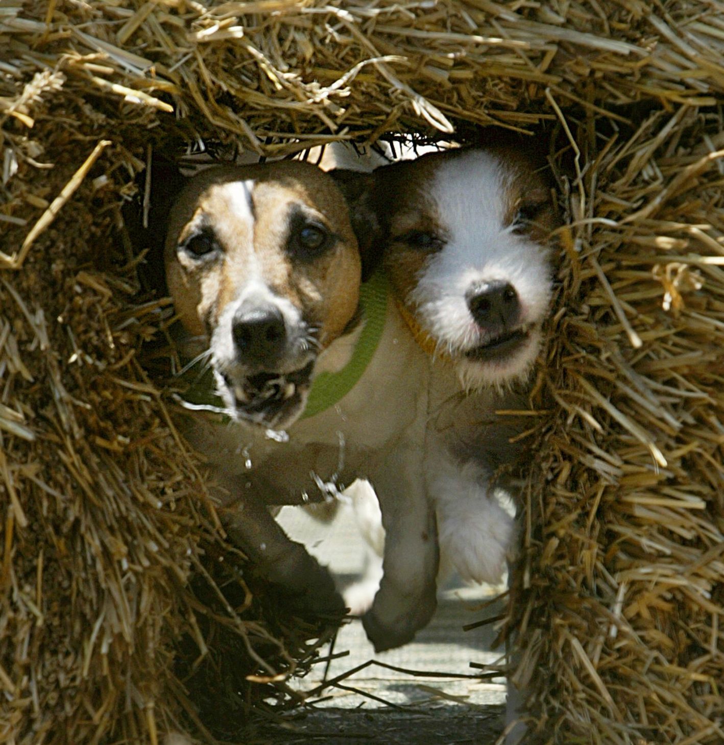 JACK RUSSELL TERRIER